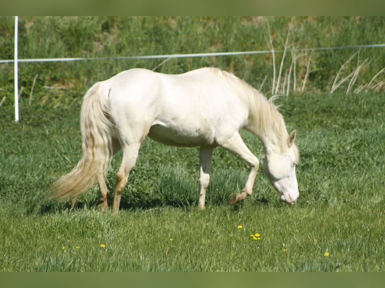 American Paint Horse Yegua 4 años 147 cm Overo-todas las-capas in Warburg