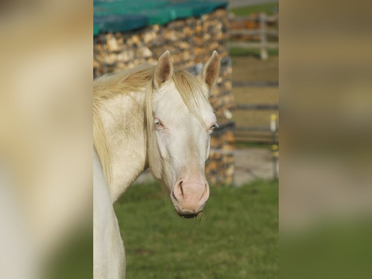 American Paint Horse Yegua 4 años 147 cm Overo-todas las-capas in Warburg
