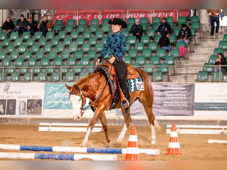 American Paint Horse Yegua 4 años 150 cm Alazán in Mannheim