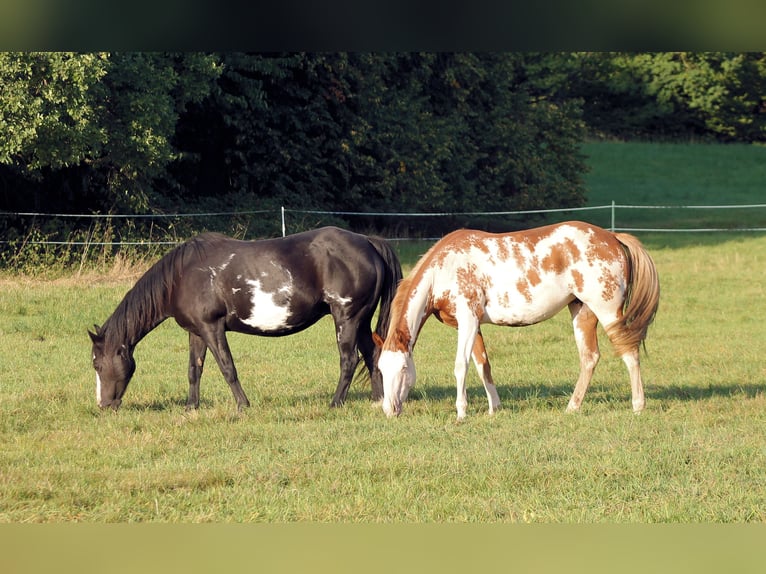 American Paint Horse Yegua 4 años 150 cm Overo-todas las-capas in Bautzen