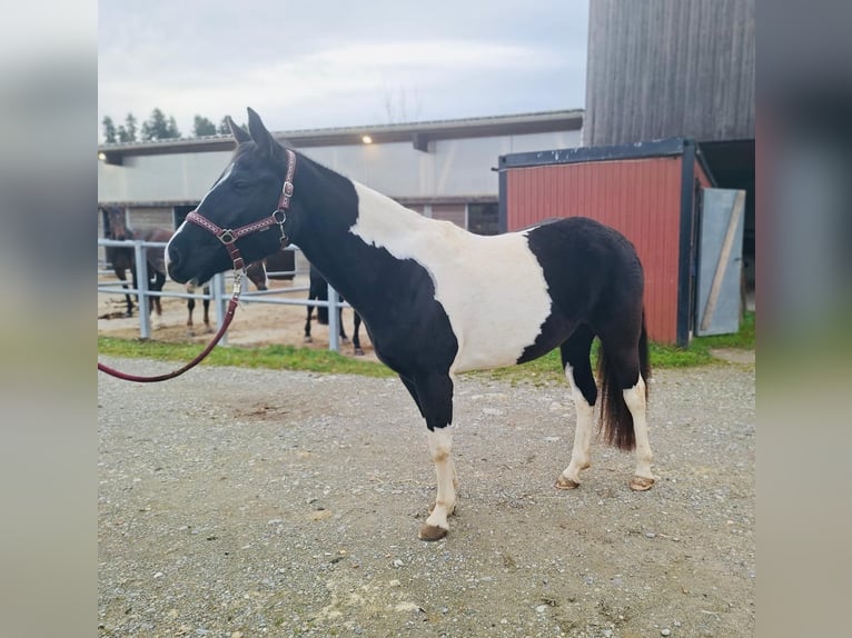 American Paint Horse Yegua 4 años 150 cm Tobiano-todas las-capas in Matzingen