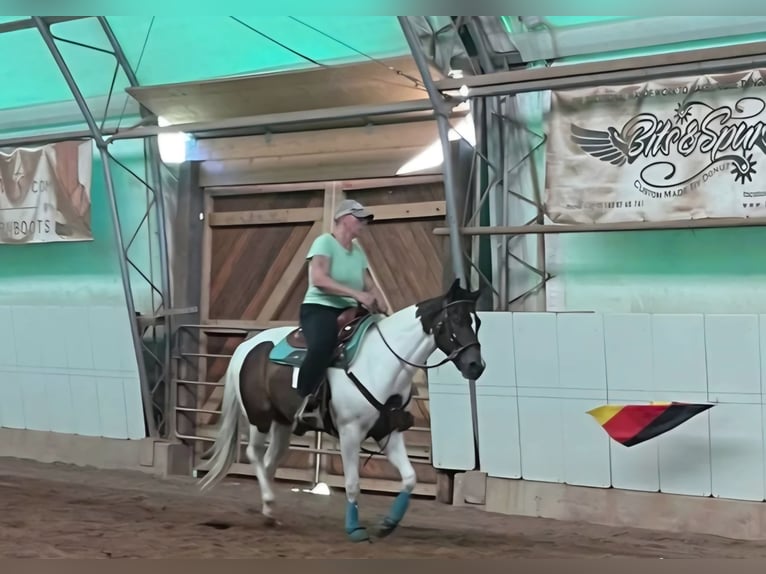 American Paint Horse Yegua 4 años 155 cm Pío in Laubach