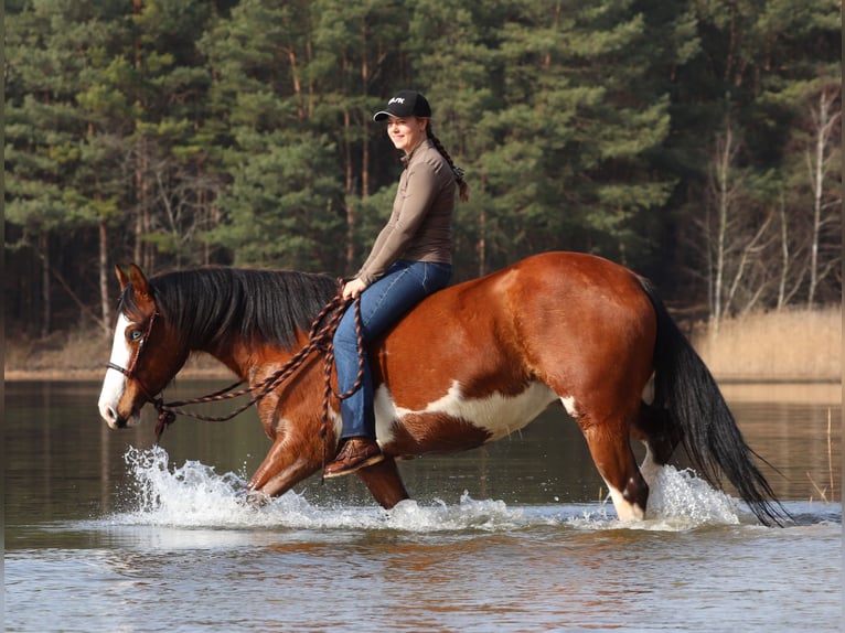 American Paint Horse Mestizo Yegua 4 años 155 cm Tobiano-todas las-capas in Oberhausen