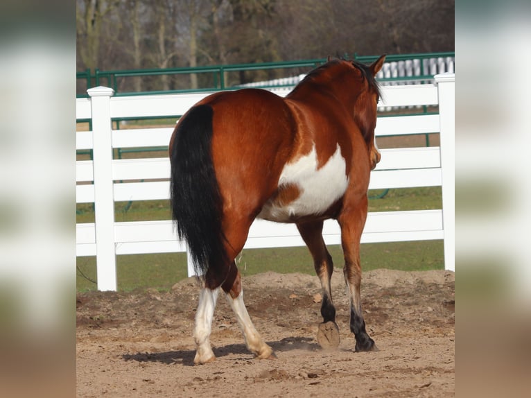 American Paint Horse Mestizo Yegua 4 años 155 cm Tobiano-todas las-capas in Oberhausen