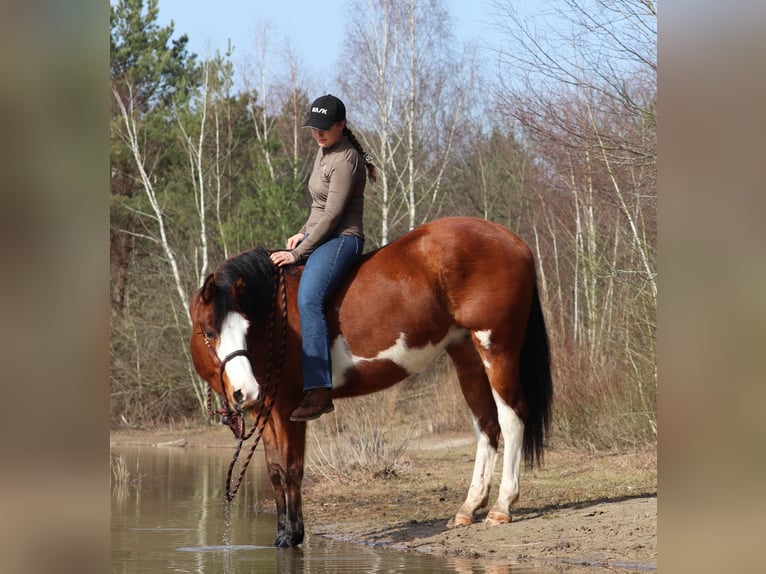 American Paint Horse Mestizo Yegua 4 años 155 cm Tobiano-todas las-capas in Oberhausen