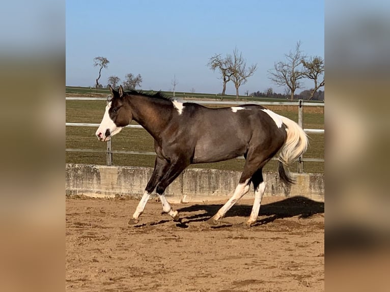 American Paint Horse Yegua 4 años 156 cm Grullo in Ellwangen (Jagst)
