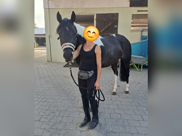 American Paint Horse Yegua 4 años 160 cm Tobiano-todas las-capas in Buch