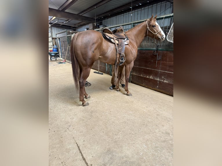 American Paint Horse Yegua 4 años 170 cm Alazán rojizo in Edmond