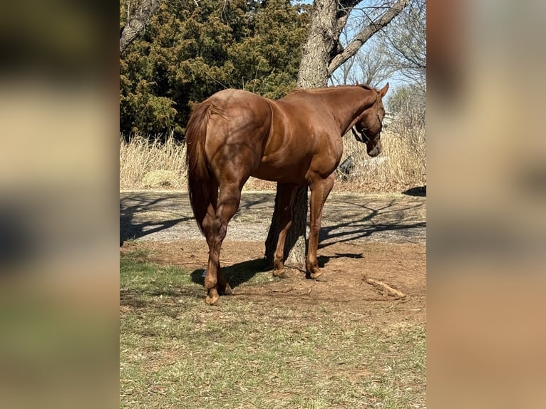 American Paint Horse Yegua 4 años 170 cm Alazán rojizo in Edmond