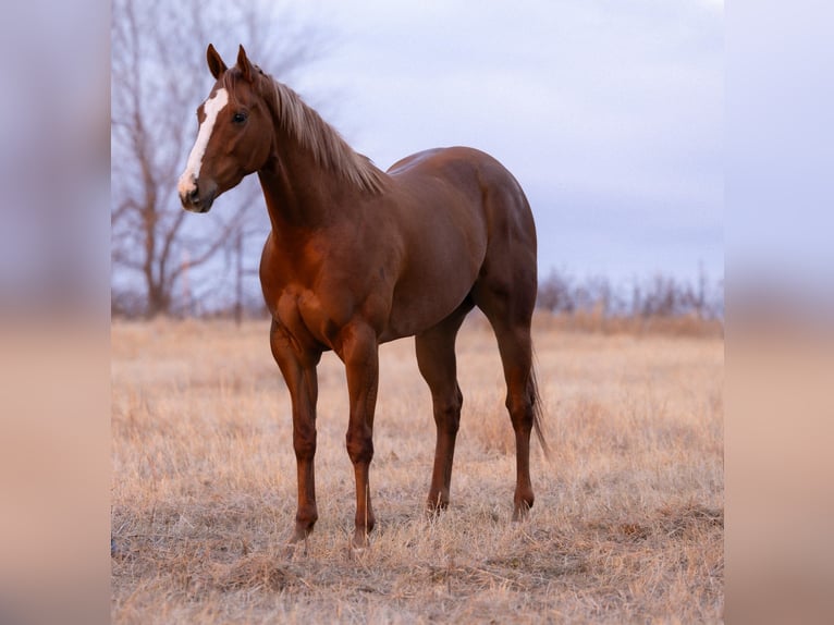 American Paint Horse Yegua 4 años 170 cm Alazán rojizo in Edmond