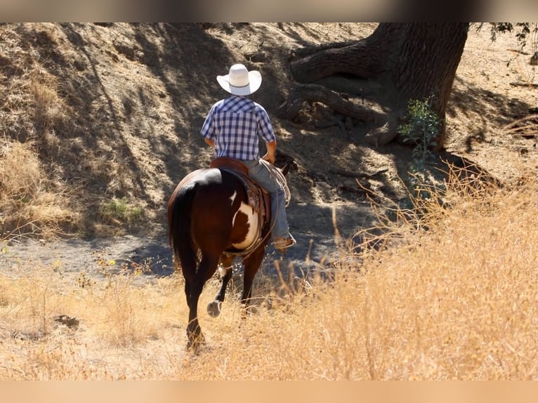 American Paint Horse Yegua 4 años Overo-todas las-capas in Tres Pinos
