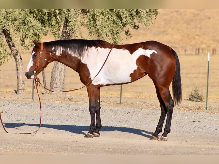 American Paint Horse Yegua 4 años Overo-todas las-capas in Tres Pinos
