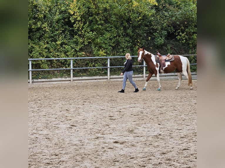 American Paint Horse Yegua 4 años Pío in Bovenden
