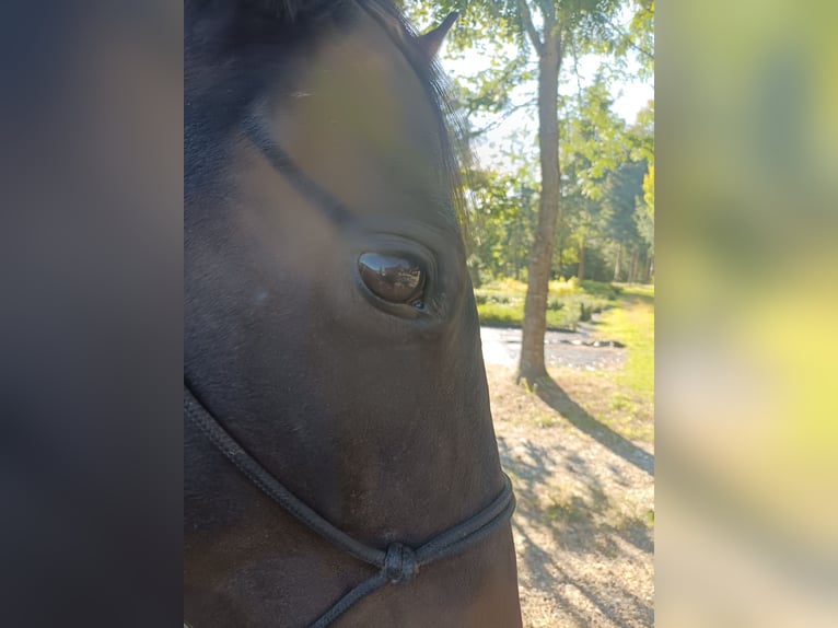 American Paint Horse Yegua 4 años Tobiano-todas las-capas in Pichling bei Stainz