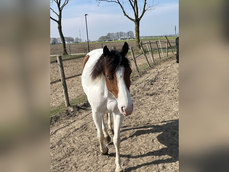American Paint Horse Yegua 5 años 137 cm Tobiano-todas las-capas in Schinveld