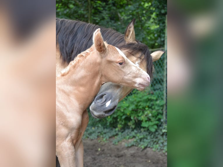American Paint Horse Yegua 5 años 150 cm Buckskin/Bayo in Ede