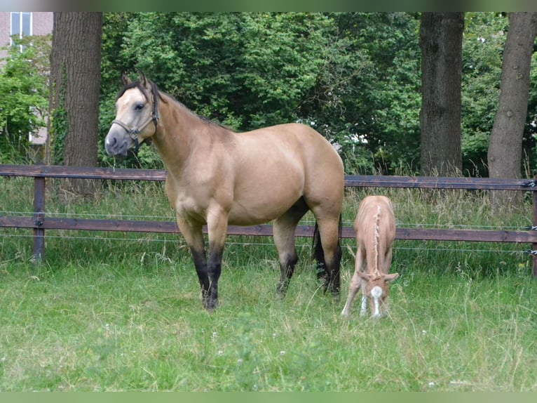 American Paint Horse Yegua 5 años 150 cm Buckskin/Bayo in Ede
