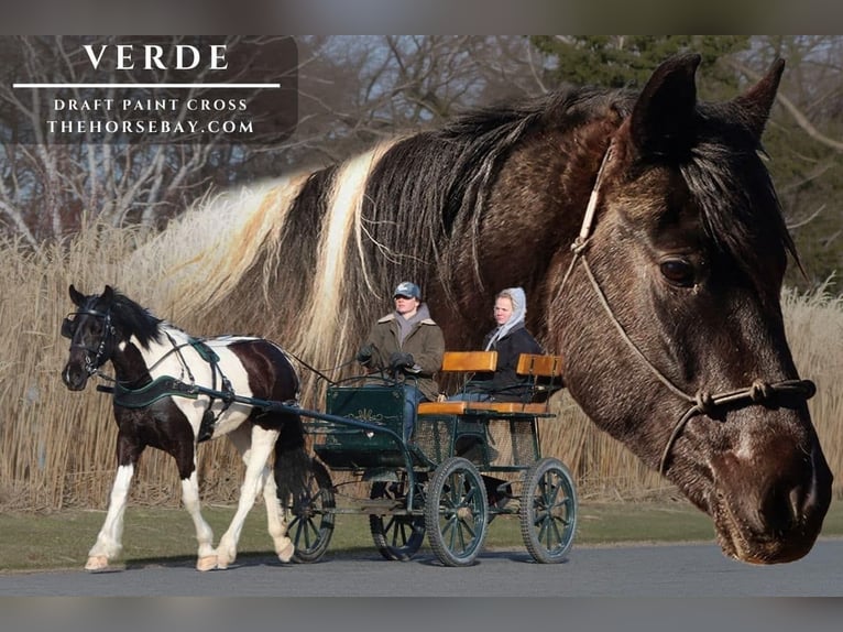 American Paint Horse Yegua 5 años 152 cm Negro in Hesperia, MI