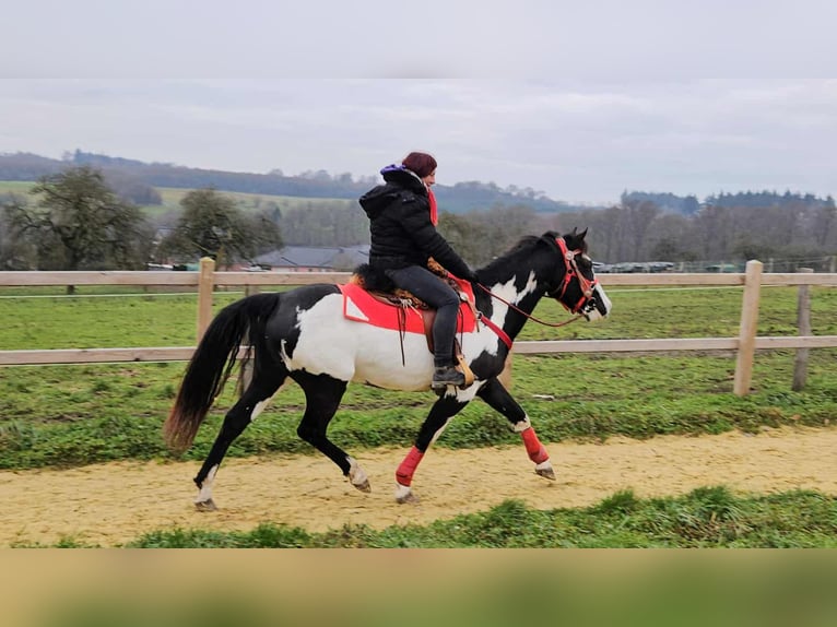 American Paint Horse Yegua 5 años 152 cm Overo-todas las-capas in Linkenbach