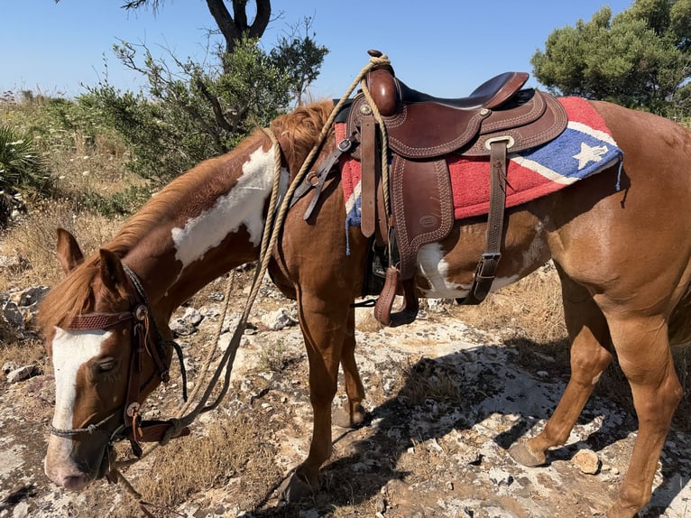 American Paint Horse Yegua 5 años 152 cm Overo-todas las-capas in Avola