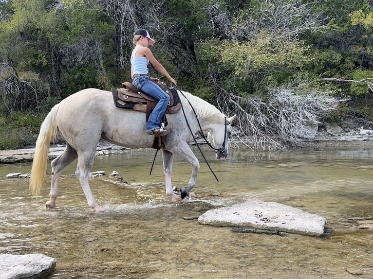 American Paint Horse Yegua 5 años 155 cm Palomino in Cleburne