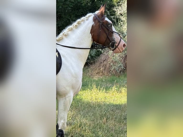 American Paint Horse Yegua 5 años 157 cm Pío in Velden