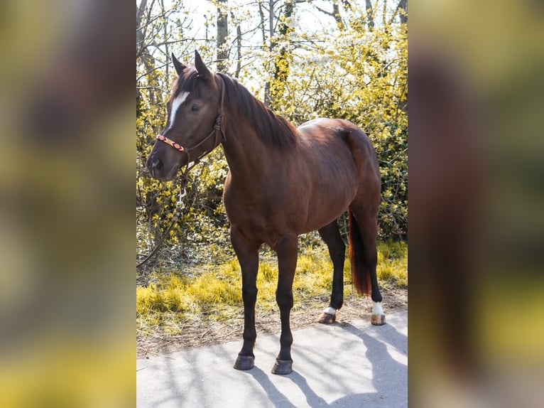 American Paint Horse Yegua 5 años 158 cm Alazán-tostado in Götzendorf