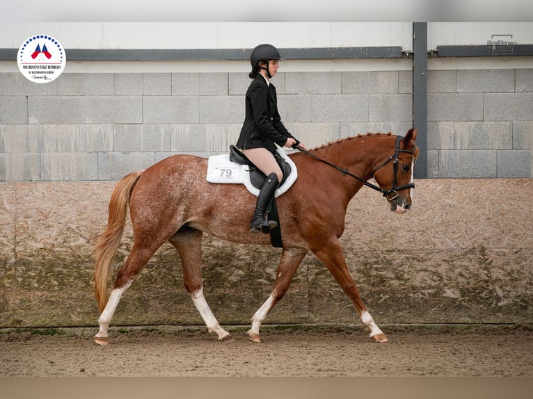 American Paint Horse Yegua 5 años 160 cm  in Beroun