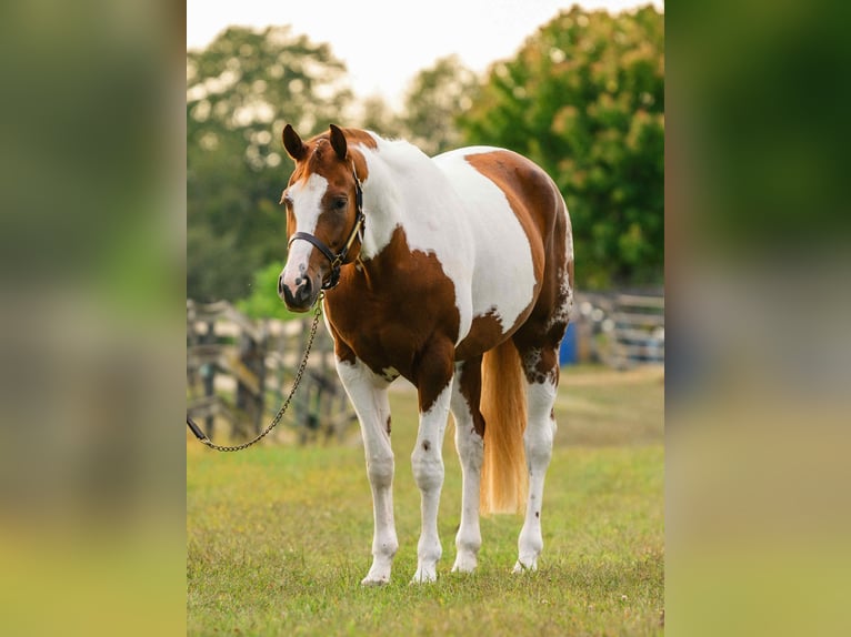 American Paint Horse Yegua 5 años 165 cm Tobiano-todas las-capas in New Holland
