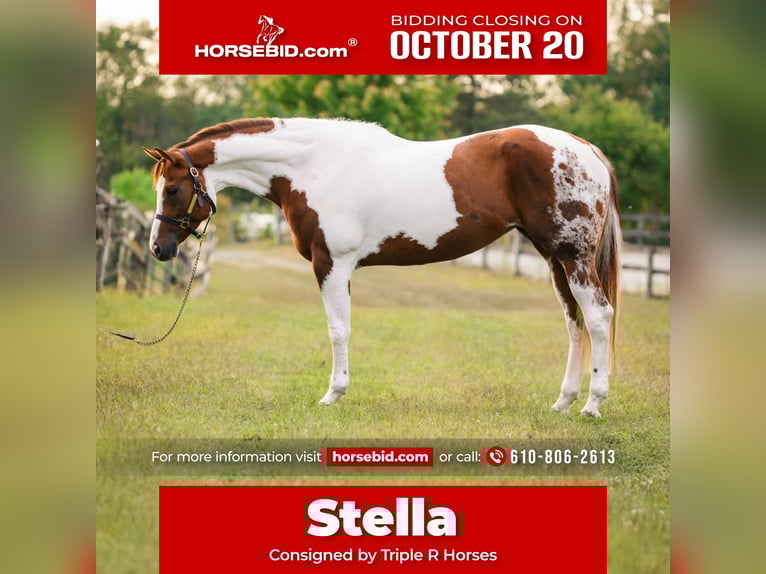 American Paint Horse Yegua 5 años 165 cm Tobiano-todas las-capas in New Holland