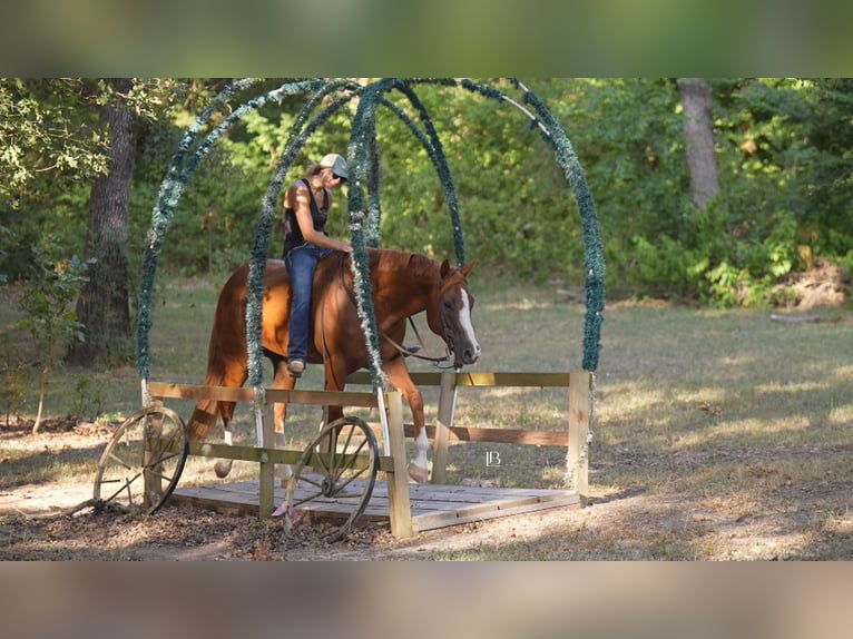 American Paint Horse Yegua 5 años Alazán-tostado in Terrell