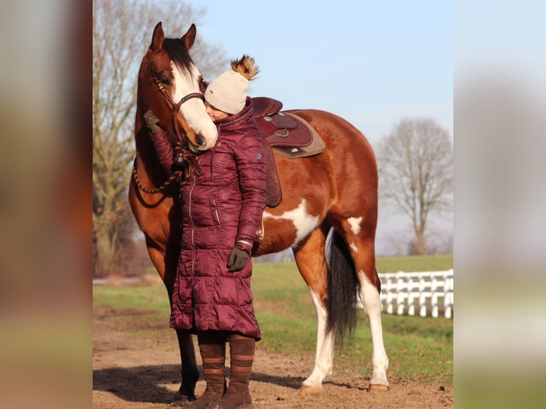 American Paint Horse Mestizo Yegua 5 años Tobiano-todas las-capas in Oberhausen