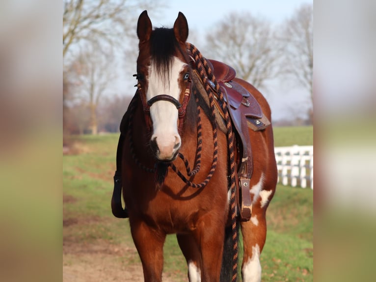 American Paint Horse Mestizo Yegua 5 años Tobiano-todas las-capas in Oberhausen
