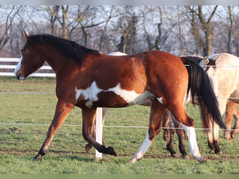 American Paint Horse Mestizo Yegua 5 años Tobiano-todas las-capas in Oberhausen