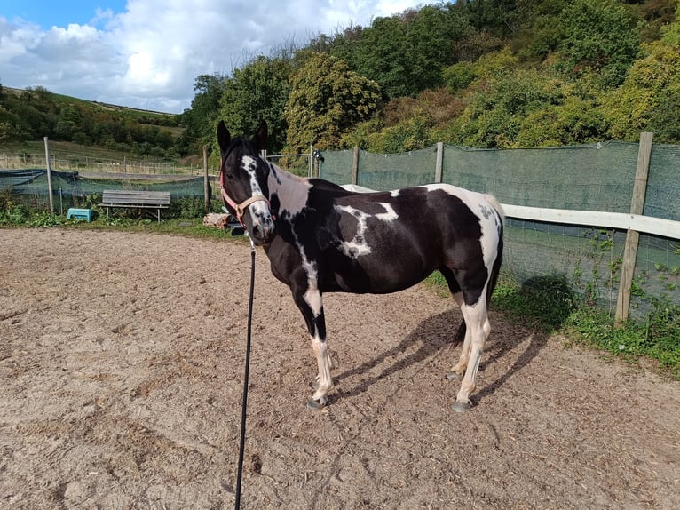 American Paint Horse Yegua 6 años 140 cm Tobiano-todas las-capas in Langenlonsheim