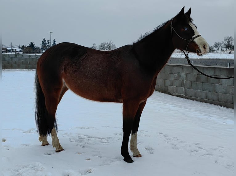 American Paint Horse Yegua 6 años 147 cm Rabicano in Beelitz
