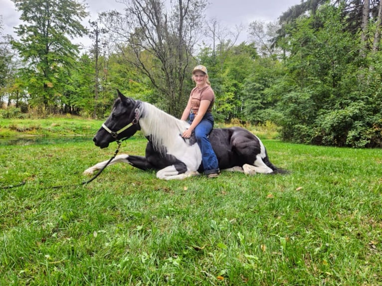 American Paint Horse Yegua 6 años 147 cm Tobiano-todas las-capas in Ashland Oh