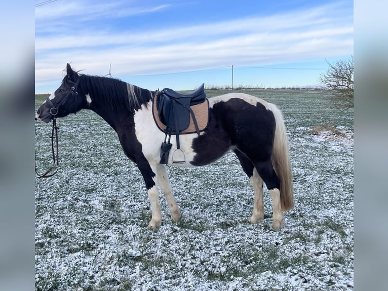 American Paint Horse Mestizo Yegua 6 años 150 cm Tobiano-todas las-capas in Rukieten