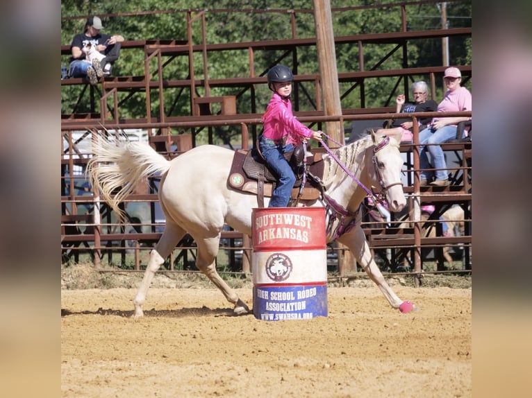 American Paint Horse Yegua 6 años 152 cm  in Slocum, TX