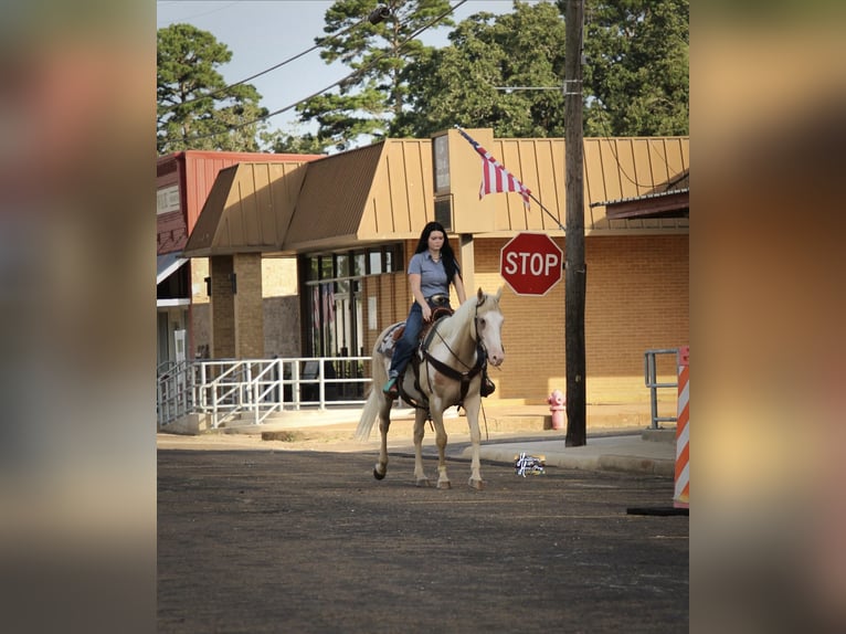 American Paint Horse Yegua 6 años 152 cm  in Slocum, TX