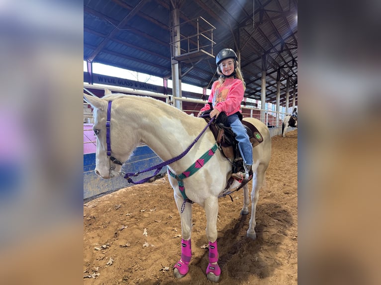 American Paint Horse Yegua 6 años 152 cm  in Slocum, TX
