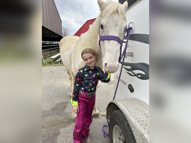 American Paint Horse Yegua 6 años 152 cm  in Slocum, TX