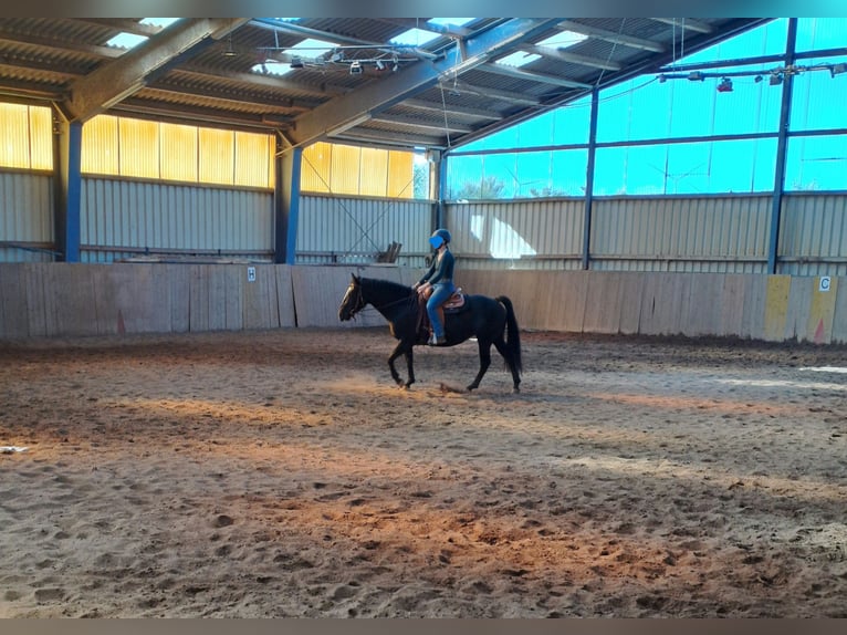 American Paint Horse Yegua 6 años 152 cm Negro in Kirchheimbolanden OT