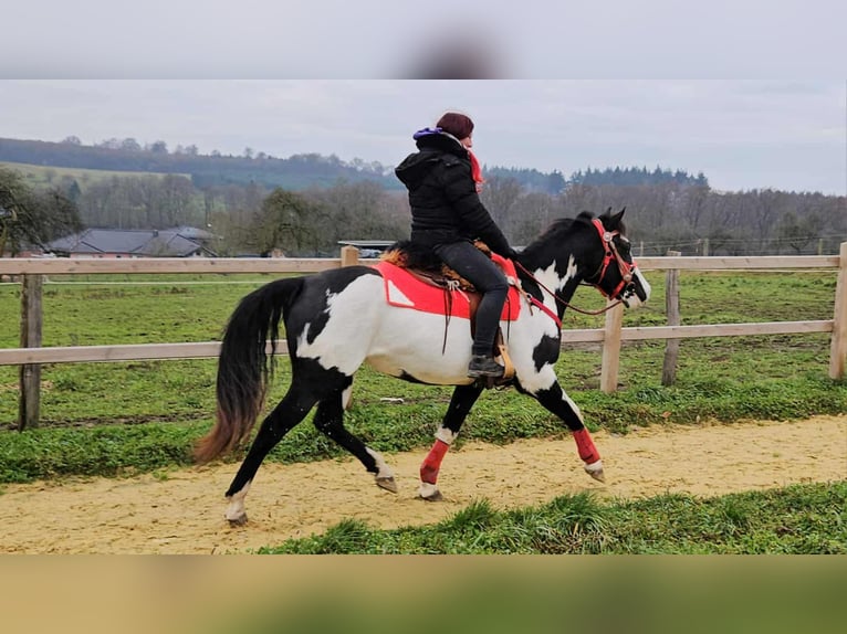 American Paint Horse Yegua 6 años 152 cm Overo-todas las-capas in Linkenbach