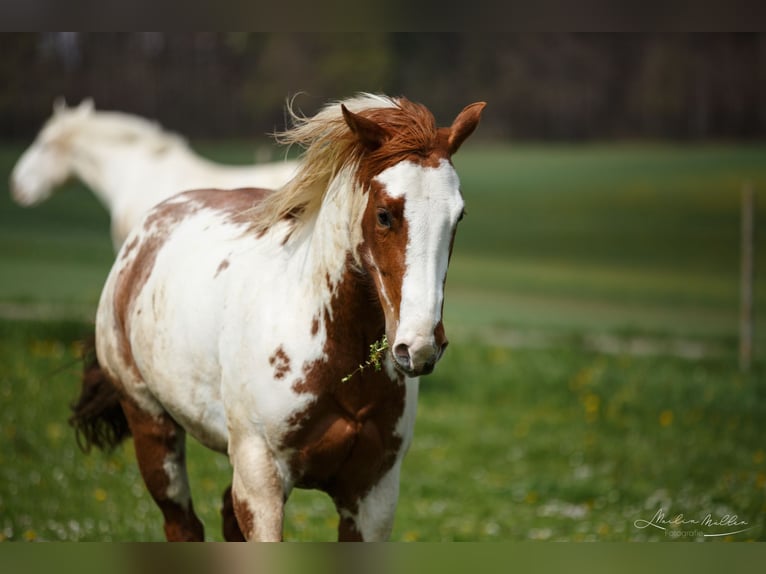 American Paint Horse Yegua 6 años 152 cm Overo-todas las-capas in Tuttlingen