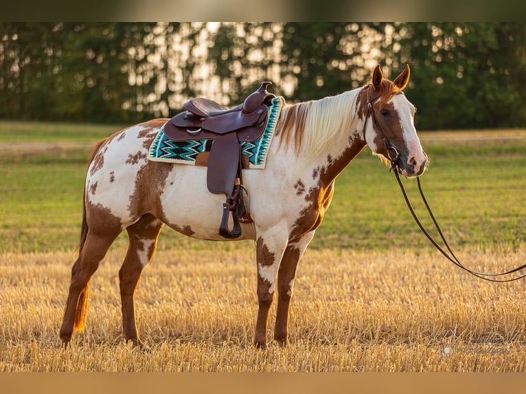 American Paint Horse Yegua 6 años 152 cm Overo-todas las-capas in Tuttlingen