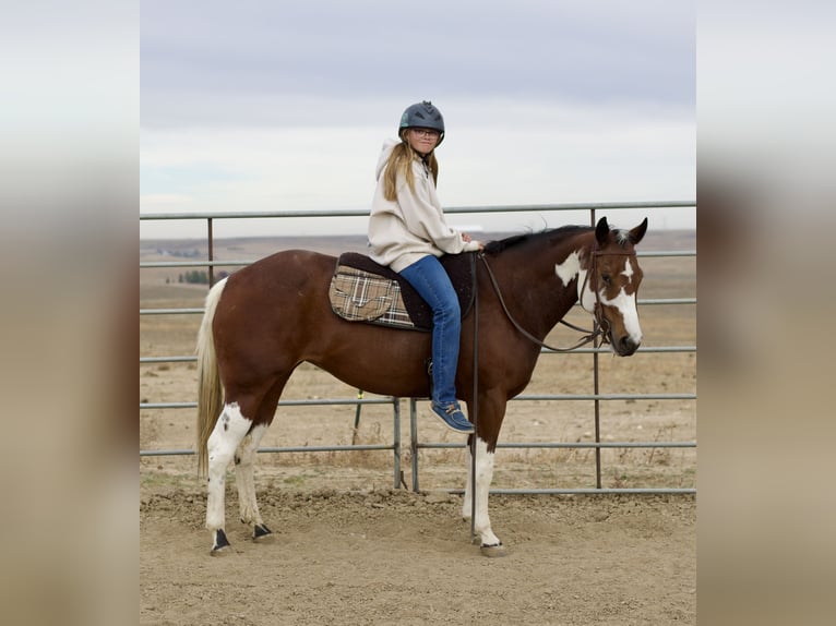 American Paint Horse Yegua 6 años 152 cm Tobiano-todas las-capas in Fort Collins