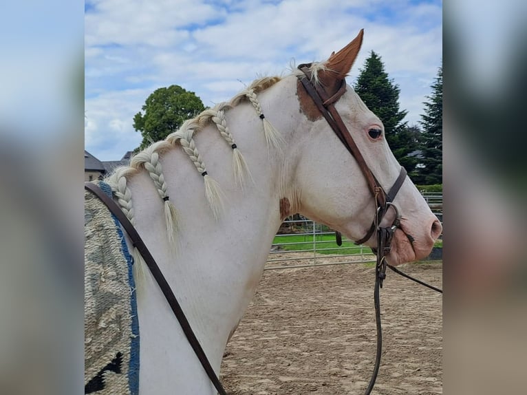 American Paint Horse Yegua 6 años 153 cm Overo-todas las-capas in Linkenbach