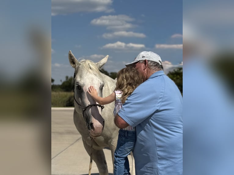 American Paint Horse Yegua 6 años 155 cm Palomino in Cleburne