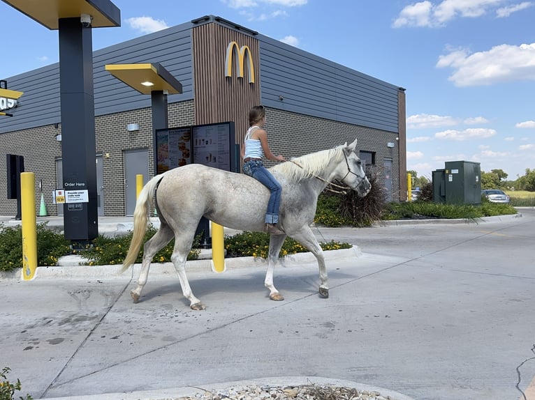 American Paint Horse Yegua 6 años 155 cm Palomino in Cleburne